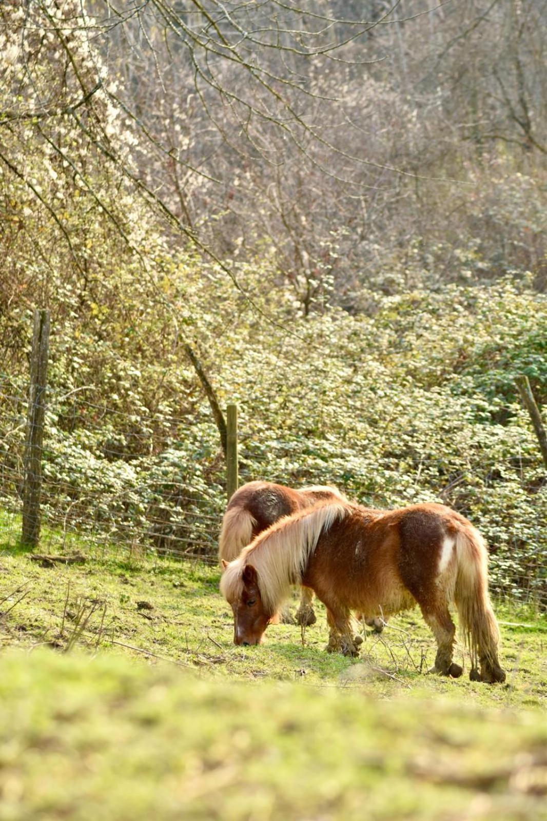 Agriturismo Le Noci Villa Tarzo Eksteriør billede