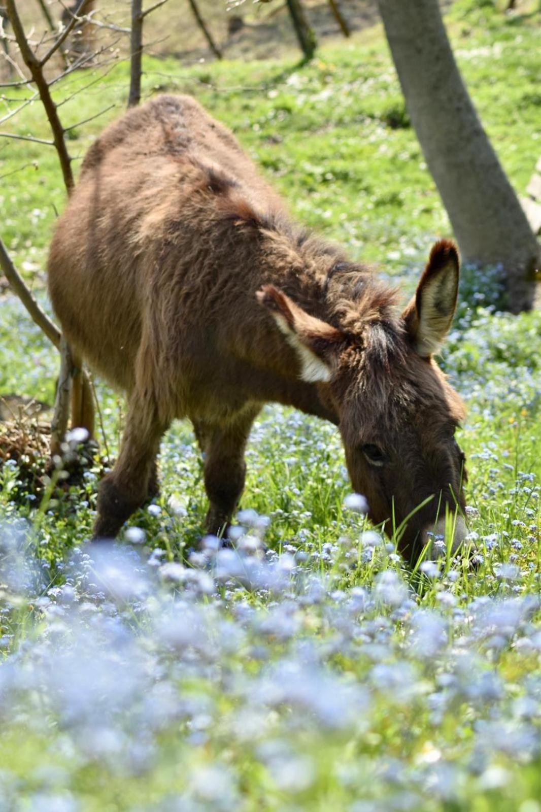 Agriturismo Le Noci Villa Tarzo Eksteriør billede